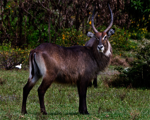 waterbuck lake naivasha