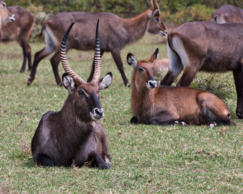 waterbuck photo safari kenya
