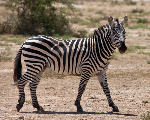 burchells zebra