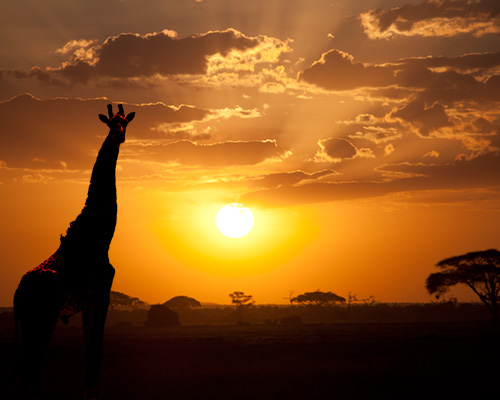 amboseli national park safari