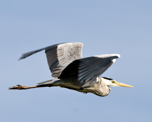 kenya safari birdspotting lake naivasha