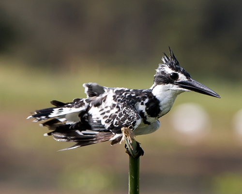 lake naivasha kingfisher safari