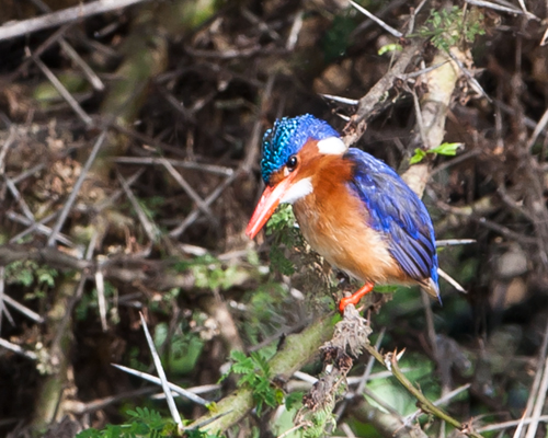 kingfisher lake naivasha