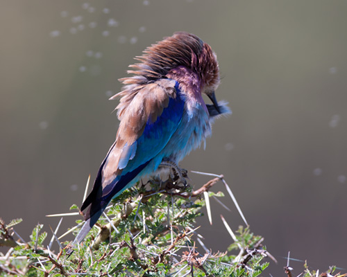 Lake nakuru bird watching