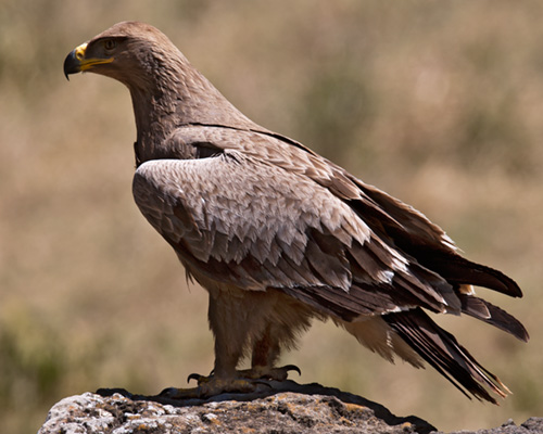 eagle lake nakuru