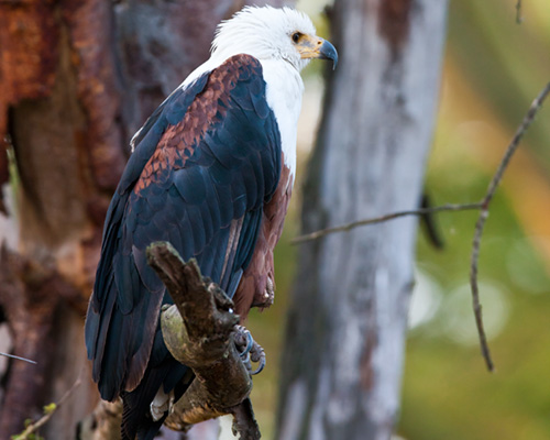 safari kenya bird spotting eagle