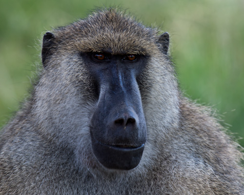 baboon amboseli safai photography