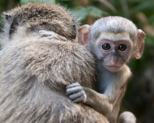 tsavo baboons safari africa