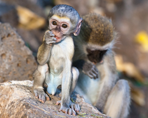 olive baboon tsavo west safari park