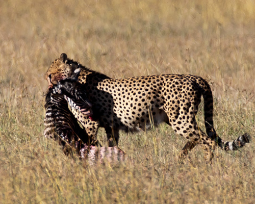 sweetwater game park cheetah
