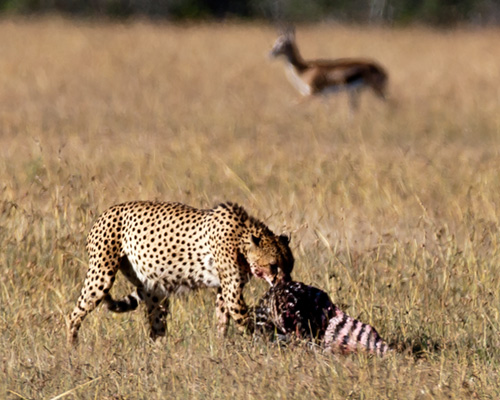 african safari photography