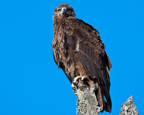 tawney eagle lake nakuru