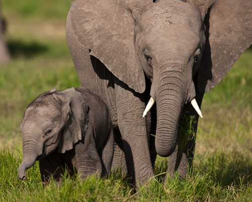 elephant amboseli national park kenya