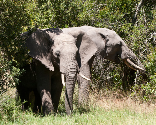 elephant sweetwater photographic safari