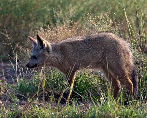 safari kenya bat eared fox