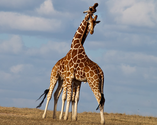 sweetwater game park kenya