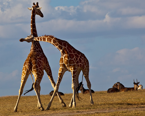 giraffe sweetwater fighting