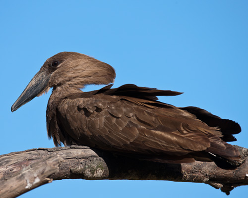hammerkop lake nakuru african safari