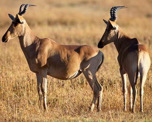 hartebeest sweetwater safari