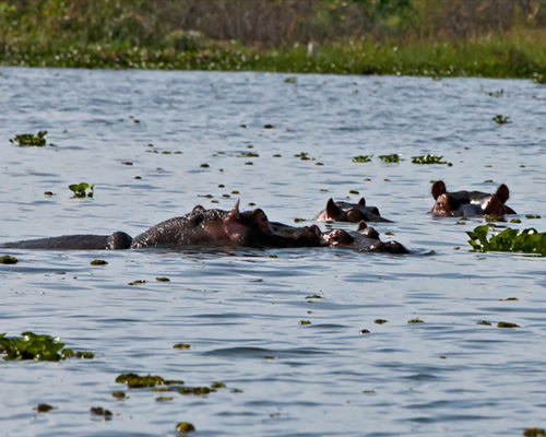lake naivasha bird spotting kenya