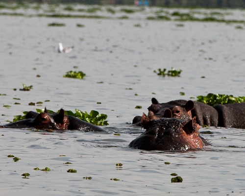 lake naivasha hippo