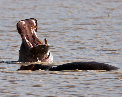 hippo sweetwater kenya