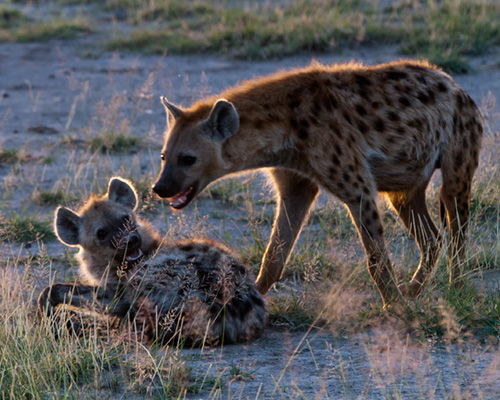 spotted hyaena amboseli