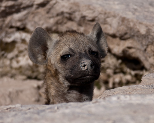 amboseli hyaena