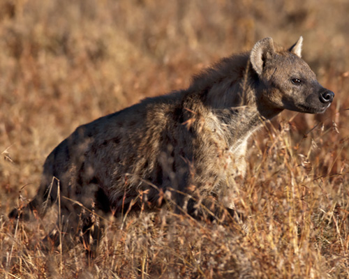 spotted hyaena lake nakuru