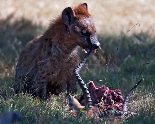 spotted hyaena safari lake nakuru