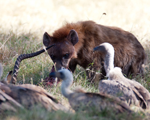 african safari photographs