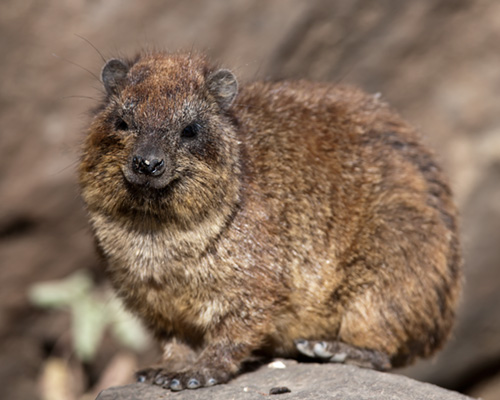 lake nakuru hyrax