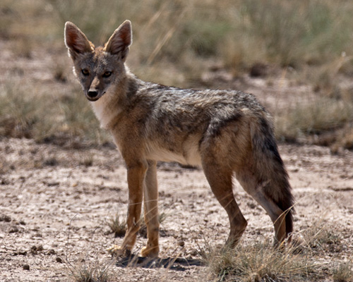 jackal amboseli national park