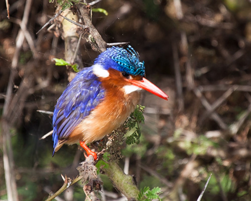 bird spotting lake naivasha