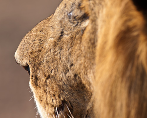 masai mara safari lions