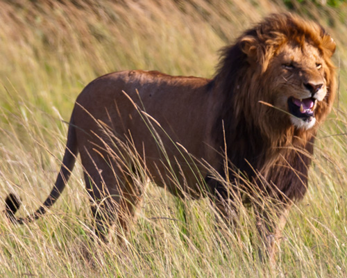 masai mara safari kenya photography lions