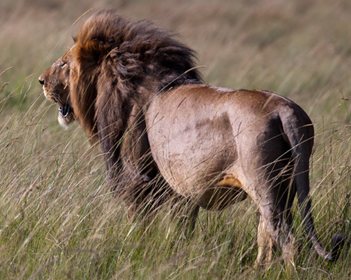 lion photography masai mara