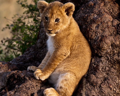masai mara lion cubs