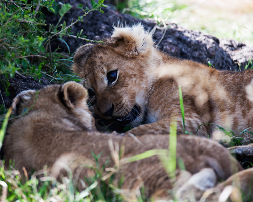 masai mara photo safari