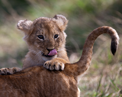 lions masai mara