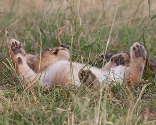 the lion sleeps tonight