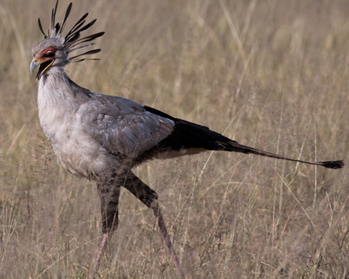 amboseli secretary bird