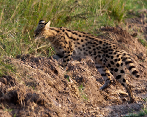 sereval masai mara safari