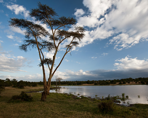 sweetwater game park kenya safari