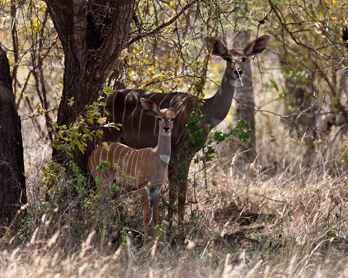 tsavo dense undergrowth