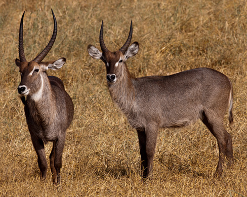 waterbuck tsavo kenya african safari