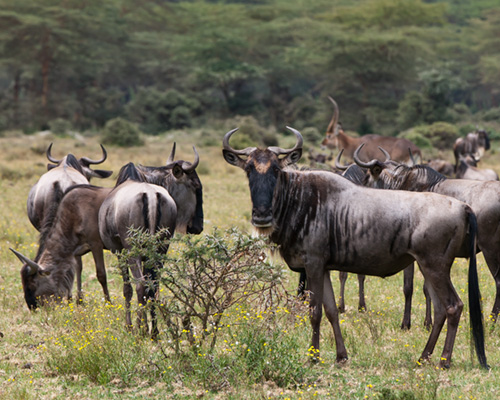 wildebeest lake naivasha kenya
