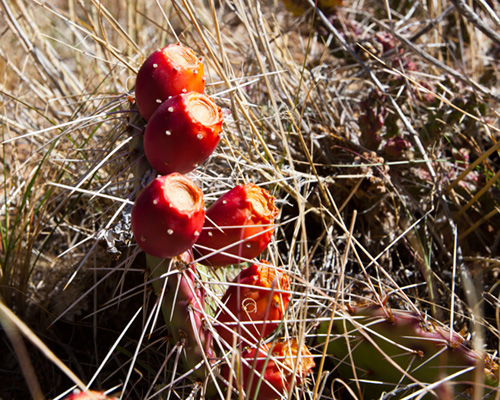 grand canyon plants