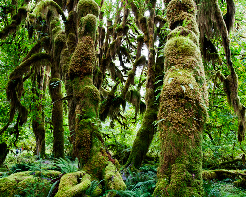 washington state park olympic trees