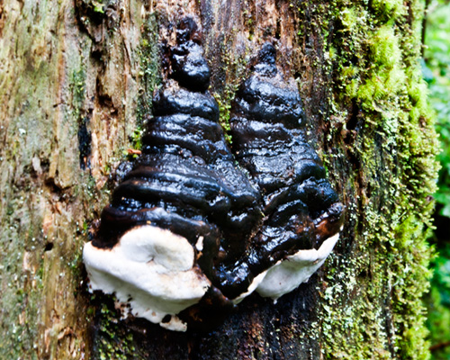 olympic tree fungus